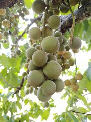 Green unripe Lansium domesticum on tree branch blooming with raindrops in spring