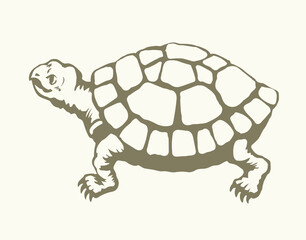 The little turtle is crawling. Vector drawing
