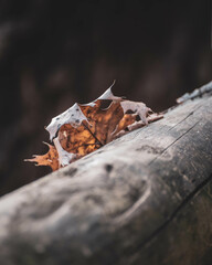 leaf on a rock