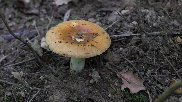 Stinking Russula in natural ambient (Russula foetens) - (4K)