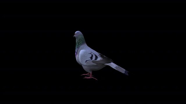 Pigeon Walk View From Front Side, Animation.Full HD 1920&times;1080. 06 Second Long.Transparent Alpha Video. LOOP.