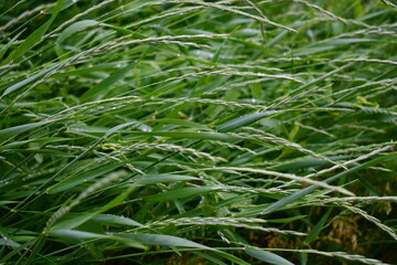 cereal grasses bent to the ground after rain