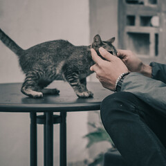Fototapeta Low Section Of Man Holding Cat obraz