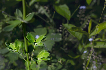 Green leaves with raindrops in the summer garden . Shooting in a dark key