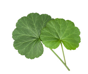 The geranium leaves isolated on a white background, top view