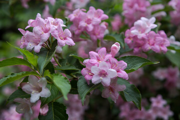 Beautiful pink flowers Weigela in a blooming garden in spring garden. Flower of weigela florida.