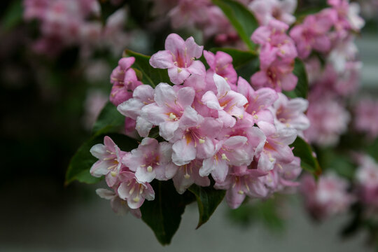 Old Fashion weigela flower garden with pink flowers