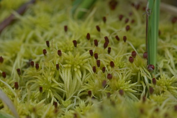 Sphagnum moss with capsules present