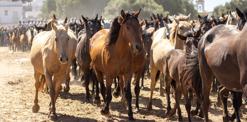 El Rocio, Huelva, Spain. Transfer of mares is a livestock event carried out with swamp mares, which...