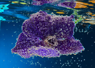 orchid flower under water with bubbles on petals
