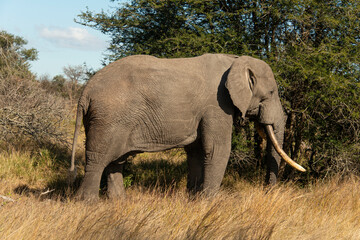 Éléphant d'Afrique, Loxodonta africana, gros porteur, Parc national Kruger, Afrique du Sud