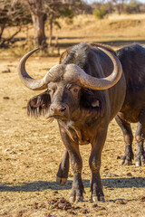 Cape or African buffalo bull on a game farm, South Africa