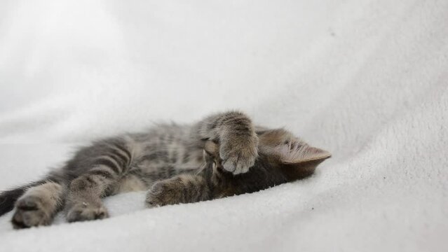 A gray little cat sleeps and covers his muzzle with his paw on a white background. 
