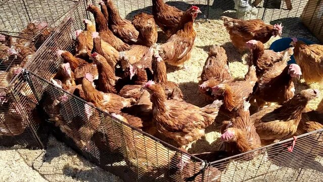 laying hens sold at the fair. Breeding poultry on the farm. Red chicken close-up. Poultry feeding