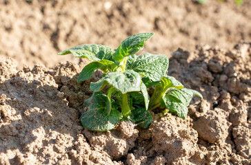 Green potato shoots (sprouts) on the plantation. Agricultural background. Space for text.