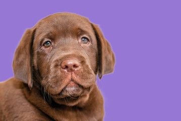 A friendly brown lab puppy head on a isolated purple,veri peri color background.Selective focus on mouth.Copy space.Closeup.