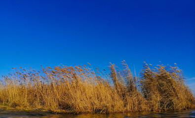Yellowed reeds against a clear and bright blue sky. Autumn morning at the river. Beautiful autumn landscape. The wind slightly rustles the top of the reeds.