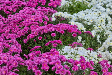 A large flower bed of bright red and white chrysanthemums in the park in autumn. Bright colors of autumn decor set outdoors. Unwrapped flowers of red and white chrysanthemums.