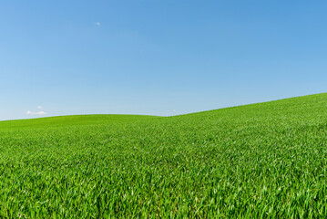 Fototapeta premium Green wheat spring field landscape with blue sky.Green agrultural field and blue clear day sky.