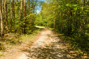 Pathway With Trees On Sunny Day In summer Forest.The road is winding.