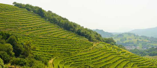 Rows of vineyards in Zarautz, Euskadi