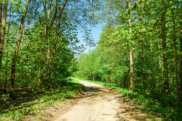 Pathway With Trees On Sunny Day In summer Forest.The road is winding.
