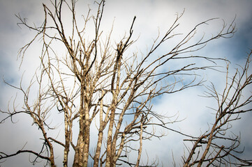 Old trees view. Copy space