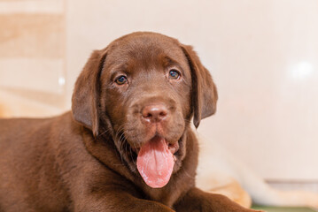 Labrador puppie,in front of blurred background.Closeup.Selective focus.