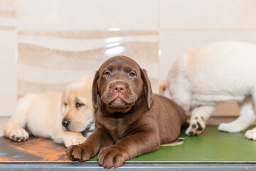 Three Labrador puppies,in front of blurred background.Closeup.Selective focus.