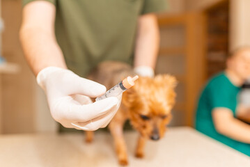 Yorkshire terrier dog at the veterinary doctor to receive anti vermin medication held by healthcare professional hand in a syringe, close up,selective focus.