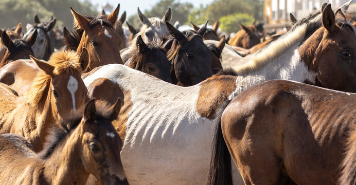 El Rocio, Huelva, Spain. Transfer of mares is a livestock event carried out with swamp mares, which is held annually in the municipality of Almonte, Huelva. In Spanish called "Saca De Yeguas".