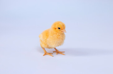 chick  yellow