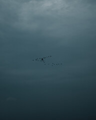 birds in the sky