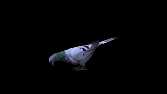 Pigeon Side Eat, Animation.Full HD 1920&times;1080. 10 Second Long.Transparent Alpha Video. LOOP.