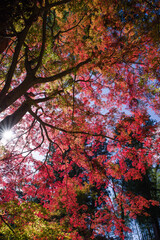 談山神社（奈良県桜井市）の紅葉