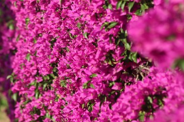 lilac bougainvillea leaves