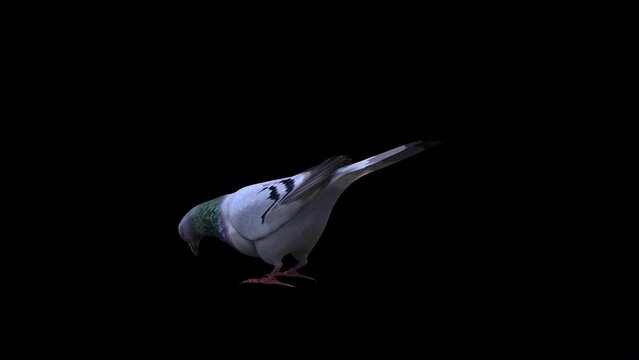 Pigeon Back Side Eat, Animation.Full HD 1920&times;1080. 10 Second Long.Transparent Alpha Video. LOOP.