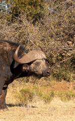 Obraz premium Cape or African buffalo bull on a game farm, South Africa
