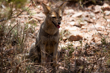Wildlife. Closeup view of a grey fox, Lycalopex gymnocercus, resting in the arid desert.