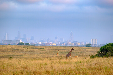 Girafes at Nairobi National Park, Kenya - obrazy, fototapety, plakaty