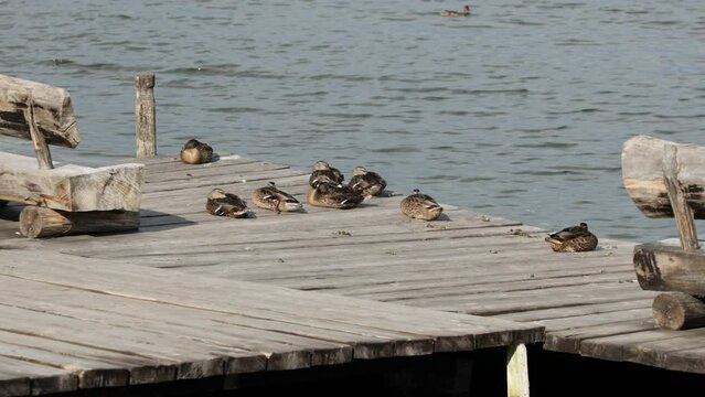 Ducks Bask In The Sun In Summer