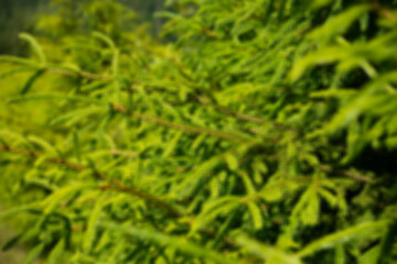 Abstract motion blur spring summer green forest sunny texture background