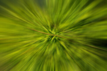 Abstract motion blur spring summer green forest sunny texture background