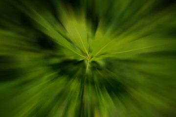 Abstract motion blur spring summer green forest sunny texture background