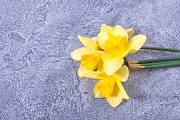 Fototapeta na wymiar Fresh yellow narcissus, daffodils flowers on a bright blue background. Top view, flat lay, copy space, close up