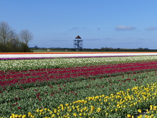 Beautiful tulip fields in North Holland, Netherlands, with the lookout tower of castle ruin t'Huys van Nuwendore in the background