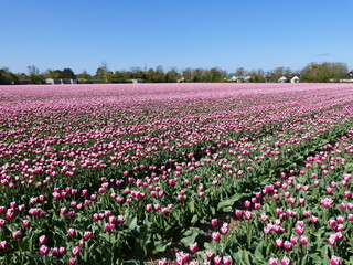 Rows of beautiful two tone red white tulips in spring in North Holland, Holland, Netherlands