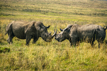Fototapeta premium Rhinoceros standoff in Nairobi National Park, Kenya