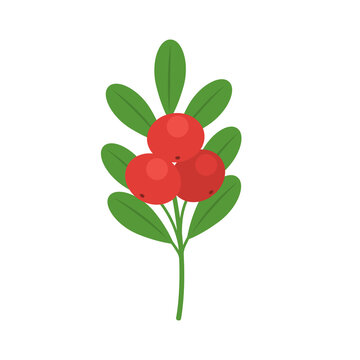 Bearberries with leaves isolated on white background. Arctostaphylos uva-ursi, kinnickinnick or bearberry red berries icon for package design. Vector berries illustration in flat style.
