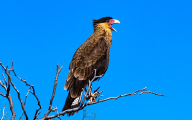 Carancho in the Argentinian wilderness